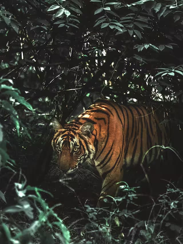Jungle Safari in nepal